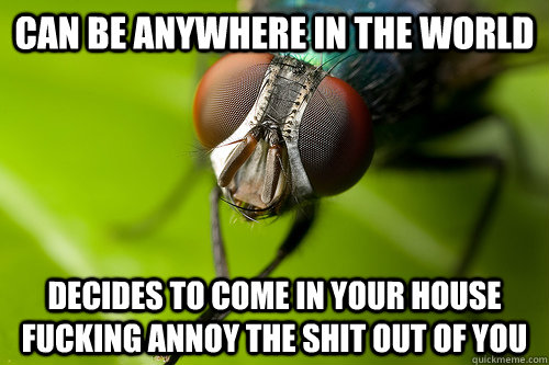 Can be anywhere in the world decides to come in your house fucking annoy the shit out of you - Can be anywhere in the world decides to come in your house fucking annoy the shit out of you  Misc