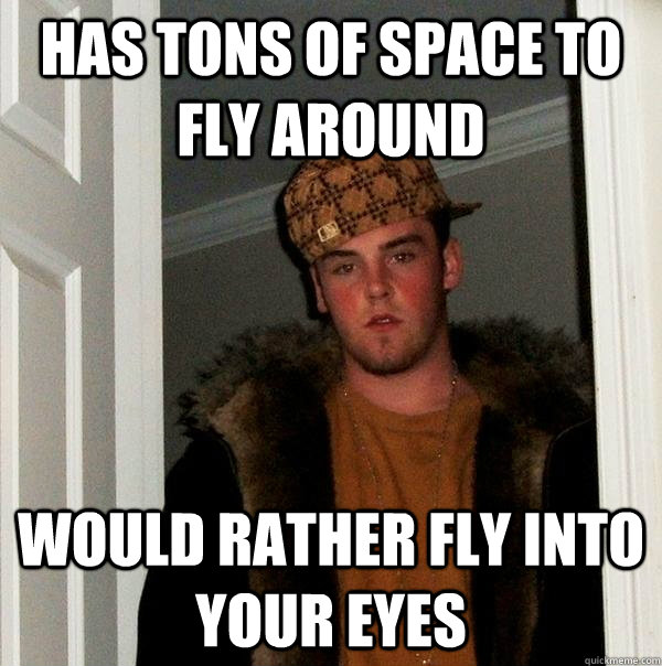 has tons of space to fly around would rather fly into your eyes  Scumbag Steve