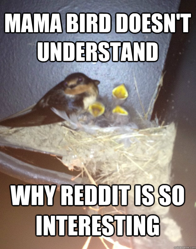 Mama Bird doesn't understand Why reddit is so interesting - Mama Bird doesn't understand Why reddit is so interesting  Laughing Baby birds