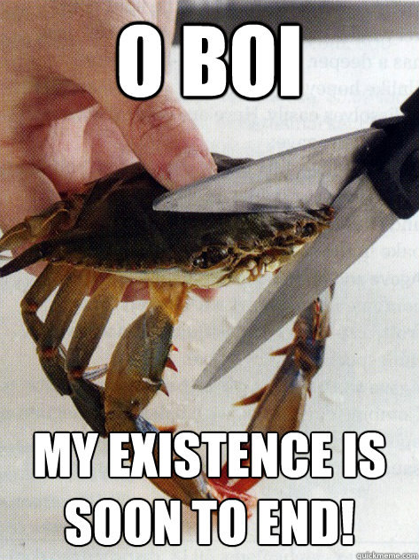 O BOI my existence is soon to end! - O BOI my existence is soon to end!  Optimistic Crab