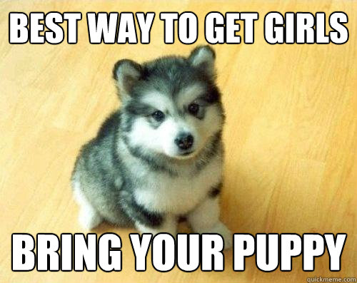 Best way to get girls bring your puppy   Baby Courage Wolf