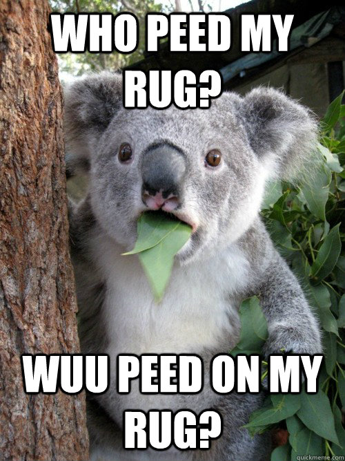 Who peed my rug? Wuu peed on my rug? - Who peed my rug? Wuu peed on my rug?  koala bear