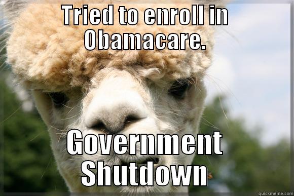 Alfie the Government Shutdown Alpaca - TRIED TO ENROLL IN OBAMACARE. GOVERNMENT SHUTDOWN Misc