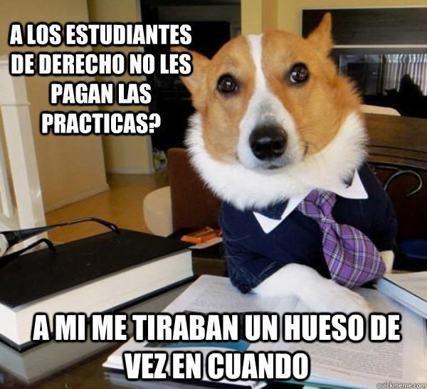 A los estudiantes de derecho no les pagan las practicas? a mi me tiraban un hueso de vez en cuando  Lawyer Dog