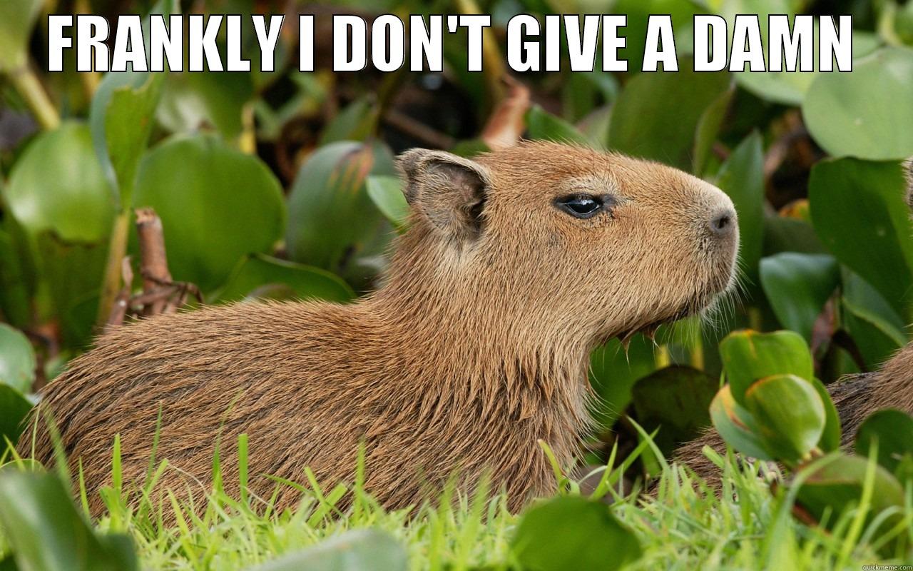 Uninterested Capybara - FRANKLY I DON'T GIVE A DAMN  Misc