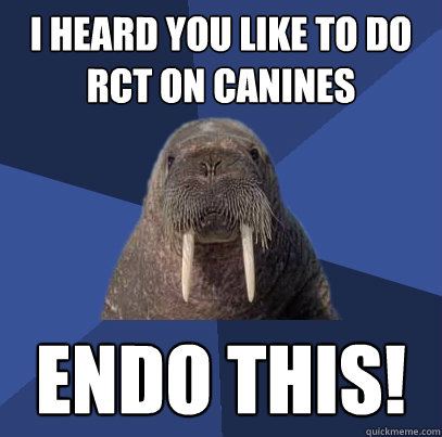 I heard you like to do RCT on canines Endo This!  Web Developer Walrus