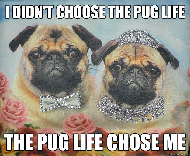 I didn't choose the pug life The Pug life chose me  