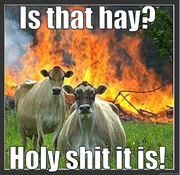 IS THAT HAY? HOLY SHIT IT IS! Evil cows