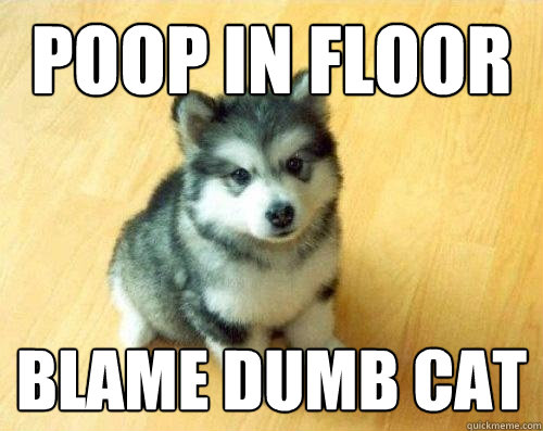 Poop in floor blame dumb cat  Baby Courage Wolf