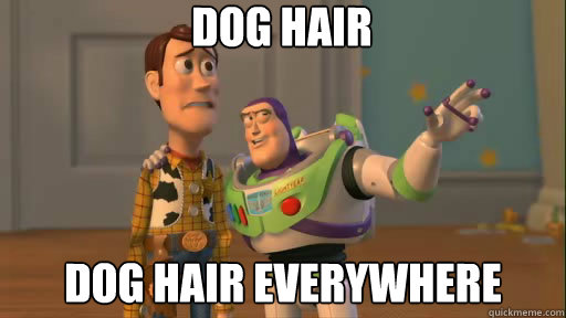 dog hair dog hair everywhere  Everywhere