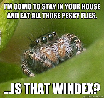 i'm going to stay in your house and eat all those pesky flies. ...is that windex?  Misunderstood Spider