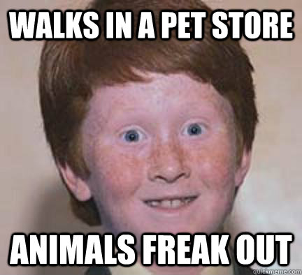 walks in a pet store ANIMALS freak out  Over Confident Ginger