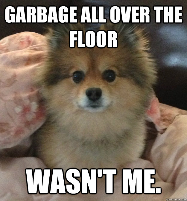 Garbage all over the floor Wasn't me.  