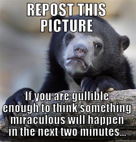 Gullible Bear - REPOST THIS PICTURE IF YOU ARE GULLIBLE ENOUGH TO THINK SOMETHING MIRACULOUS WILL HAPPEN IN THE NEXT TWO MINUTES... Confession Bear