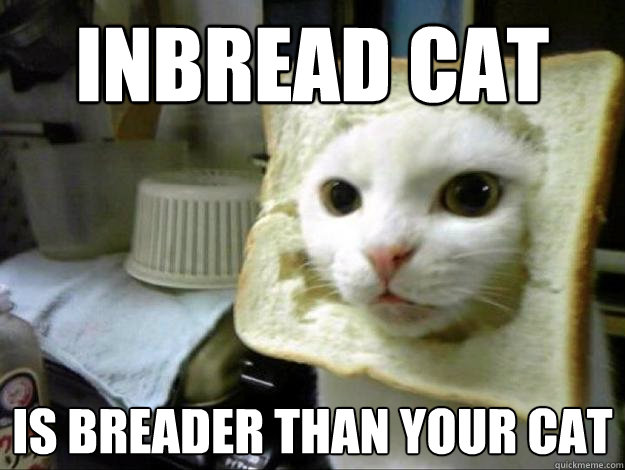 inbread cat is breader than your cat - inbread cat is breader than your cat  Inbread cat