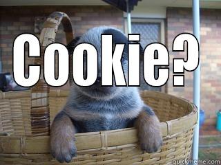  COOKIE? Misc