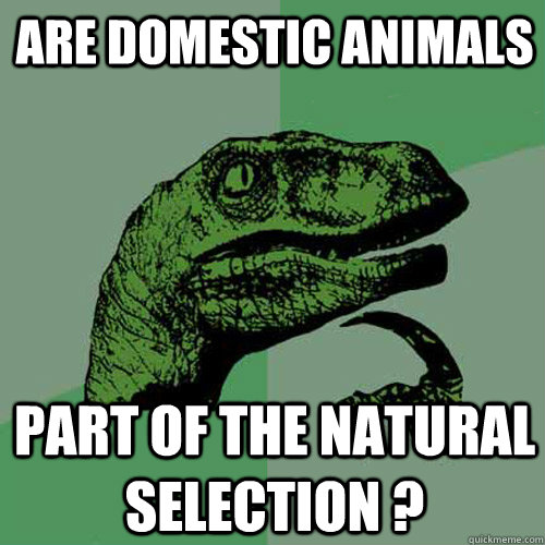 Are domestic animals part of the natural selection ? - Are domestic animals part of the natural selection ?  Philosoraptor