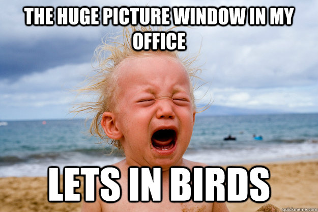 The huge picture window in my office lets in birds - The huge picture window in my office lets in birds  Scripps Problems