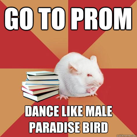 Go to prom dance like male paradise bird  Science Major Mouse