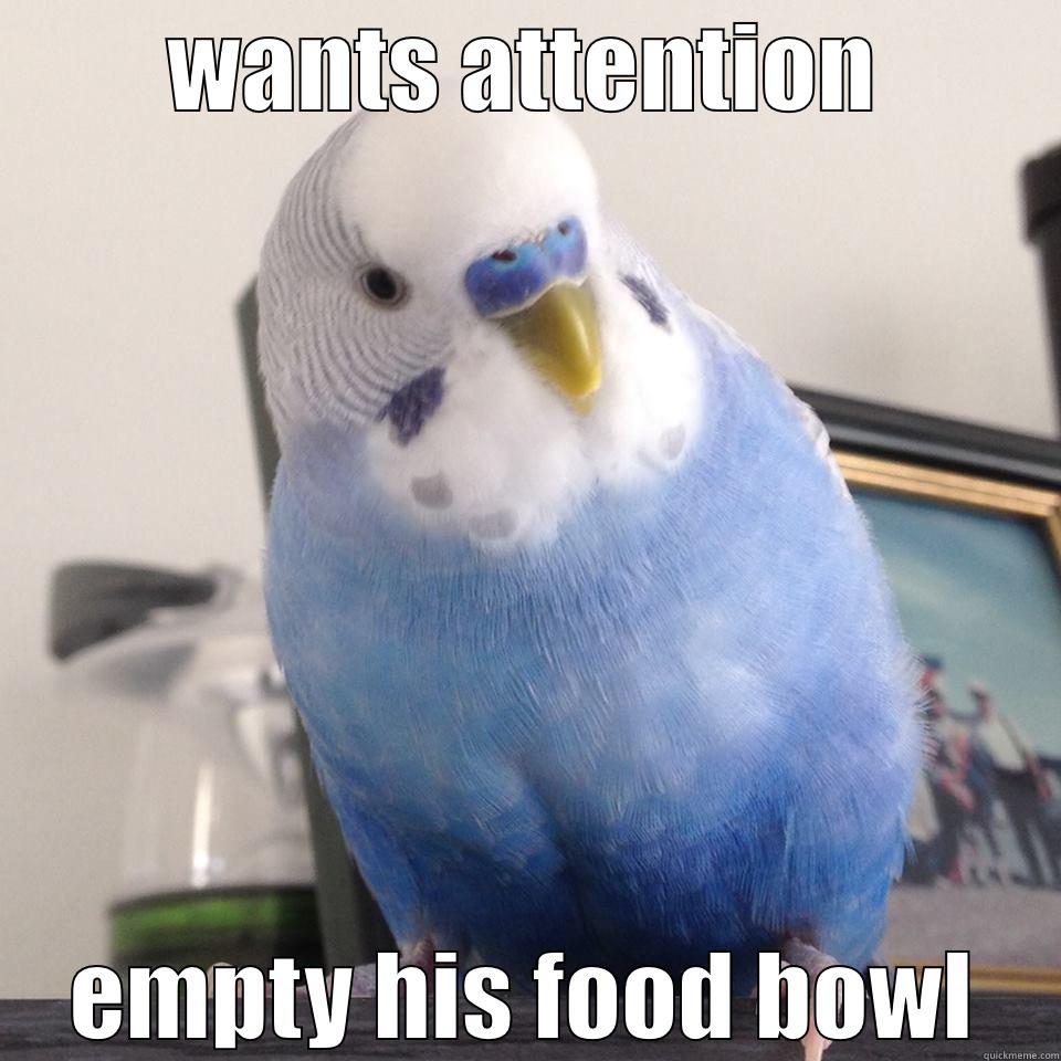 little blue budgie - WANTS ATTENTION EMPTY HIS FOOD BOWL Misc