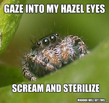 gaze into my hazel eyes scream and sterilize maddox will get this  Misunderstood Spider