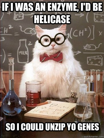 if i was an enzyme, i'd be helicase so i could unzip yo genes  Chemistry Cat