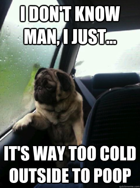 I don't know man, I just... It's way too cold outside to poop  Introspective Pug