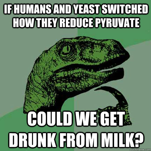 If humans and yeast switched how they reduce pyruvate Could we get drunk from milk?  Philosoraptor