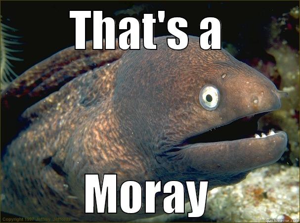 THAT'S A MORAY Bad Joke Eel