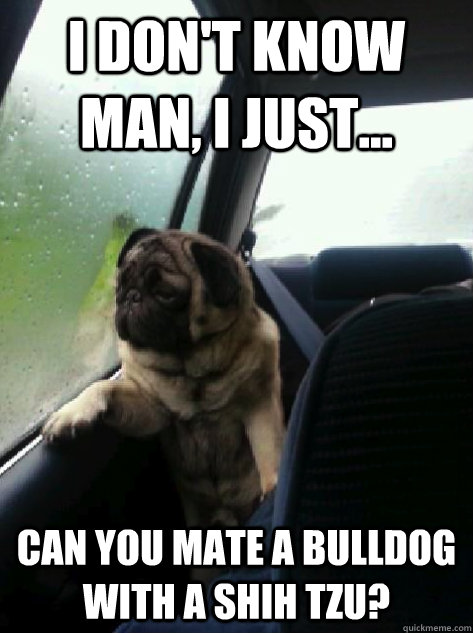 I don't know man, I just... can you mate a bulldog with a shih tzu?  Introspective Pug