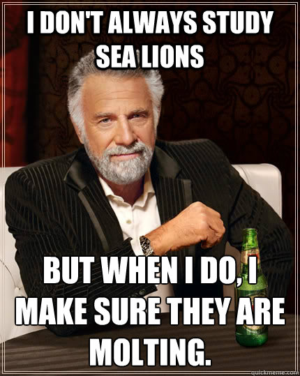 I don't always study Sea lions But when I do, i make sure they are molting.  The Most Interesting Man In The World