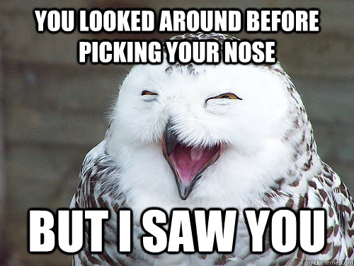 you looked around before picking your nose but i saw you  laughing owl