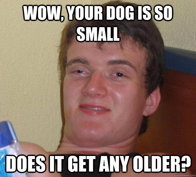 wow, your dog is so small does it get any older?  10 Guy