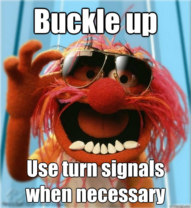 Buckle up Use turn signals when necessary  Advice Animal