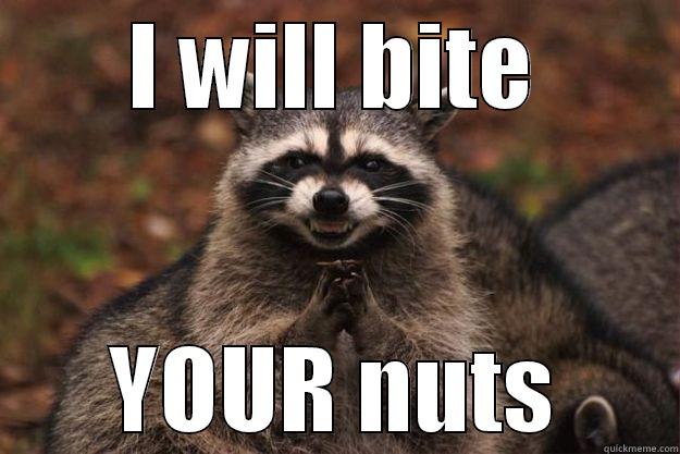 I WILL BITE YOUR NUTS Evil Plotting Raccoon