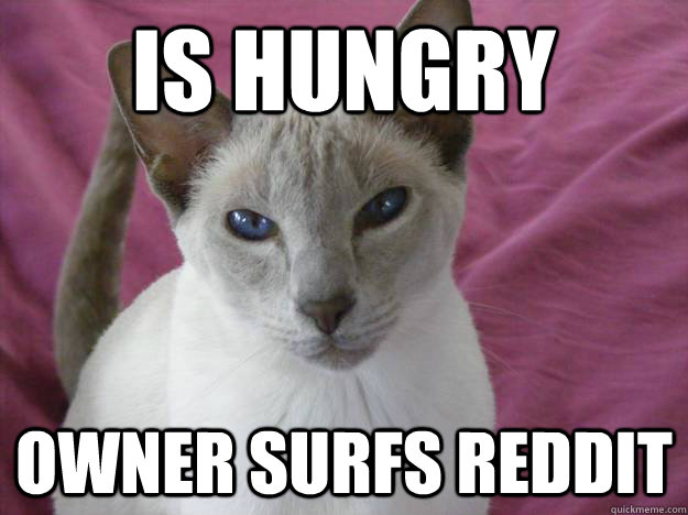 Is hungry Owner surfs Reddit  