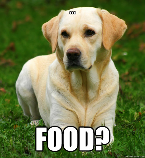 ... Food?  Dog Logic