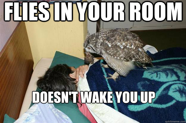 Flies in your room Doesn't wake you up  