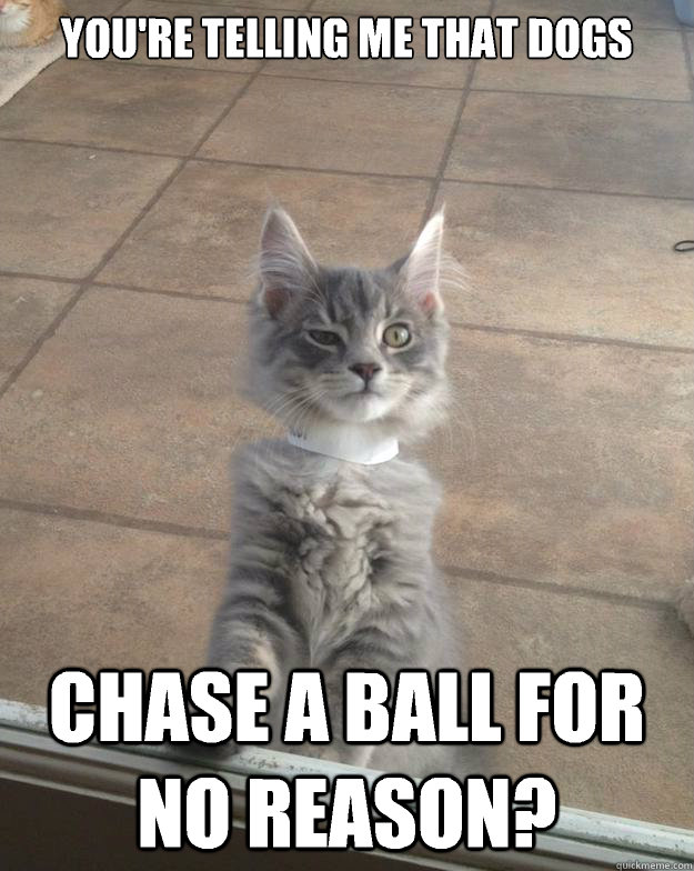 You're telling me that dogs Chase a ball for no reason?  Skeptical Kitten