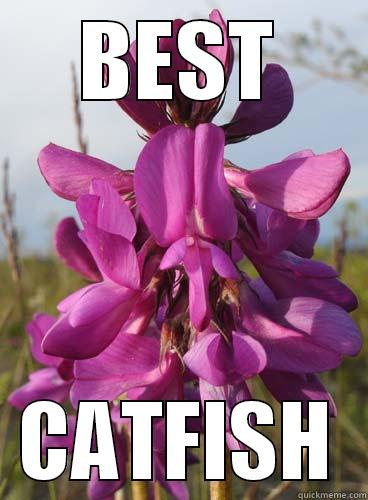 BEST CATFISH Misc