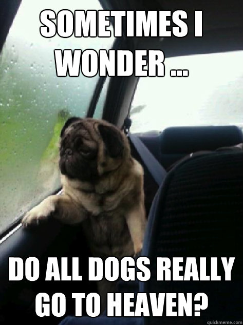 Sometimes I wonder ... Do All Dogs Really Go to Heaven?  Introspective Pug