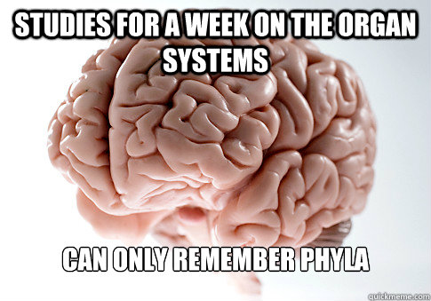 STUDIES FOR A WEEK ON THE ORGAN SYSTEMS CAN ONLY REMEMBER PHYLA  Scumbag Brain