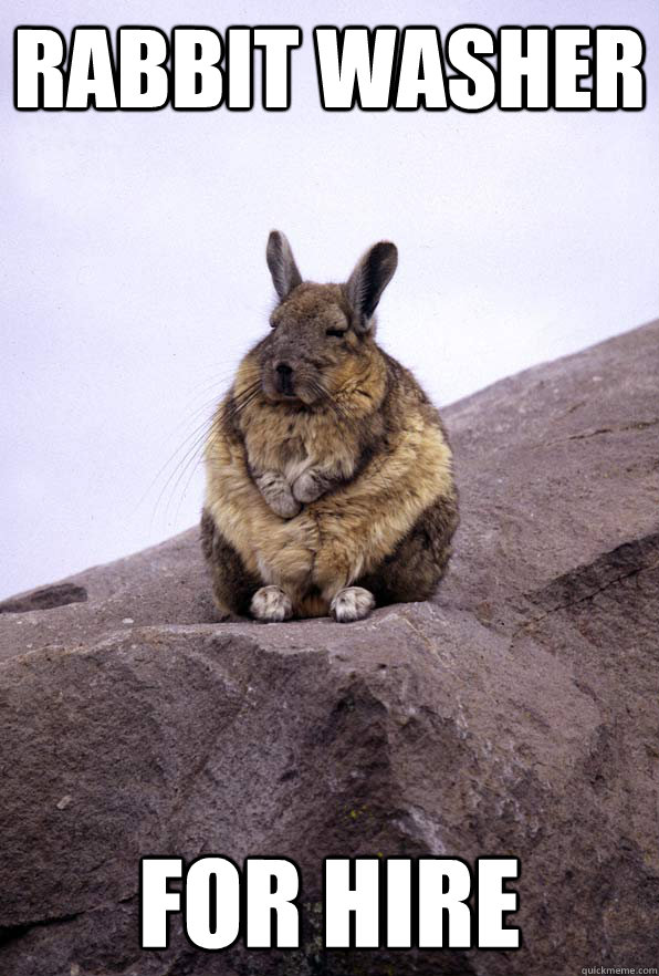 Rabbit Washer For Hire  Wise Wondering Viscacha