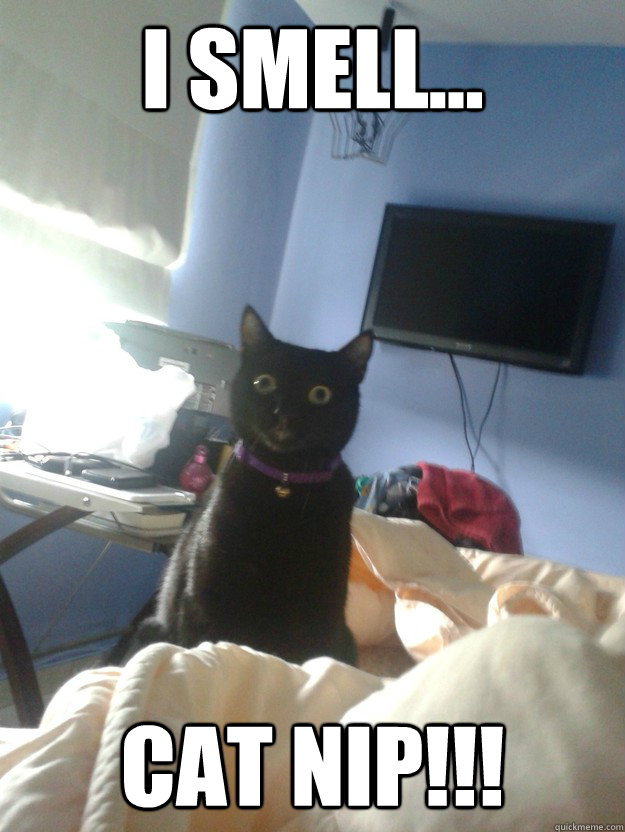 I smell... Cat nip!!!  overly attached cat