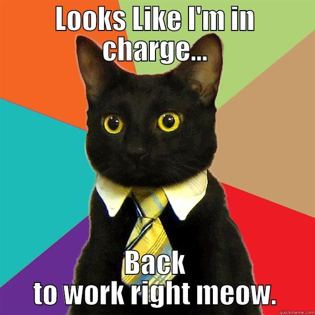 In Charge - LOOKS LIKE I'M IN CHARGE... BACK TO WORK RIGHT MEOW. Business Cat