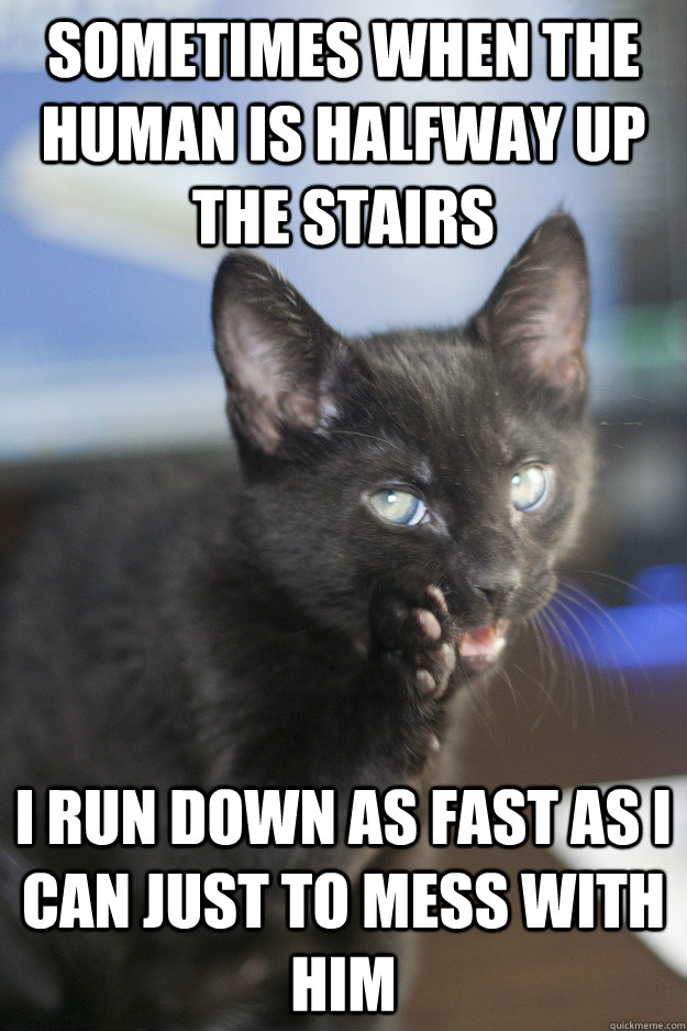 sometimes when the human is halfway up the stairs I run down as fast as I can just to mess with him - sometimes when the human is halfway up the stairs I run down as fast as I can just to mess with him  Confession Cat