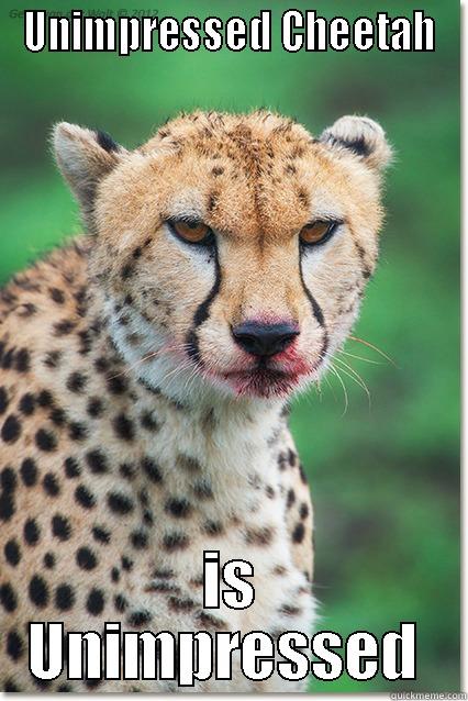 C'mon imgur. You can do better - UNIMPRESSED CHEETAH IS UNIMPRESSED  Misc