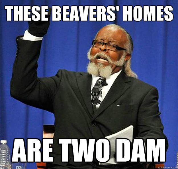 These beavers' homes are two dam - These beavers' homes are two dam  Jimmy McMillan