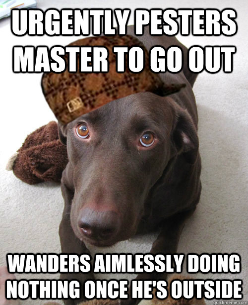 Urgently Pesters master to go out wanders aimlessly doing nothing once he's outside  Scumbag dog