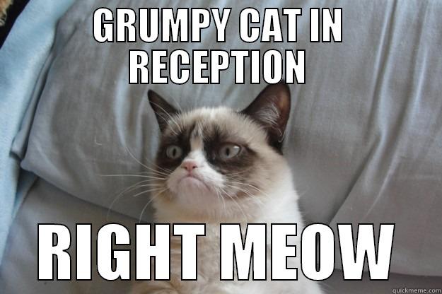 GRUMPY CAT IN RECEPTION RIGHT MEOW Grumpy Cat